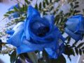 BlueRose1 0231.JPG